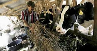 Pengaruh Kecerdasan dan Sosialitas Sapi terhadap Kesejahteraan dalam Sistem Peternakan