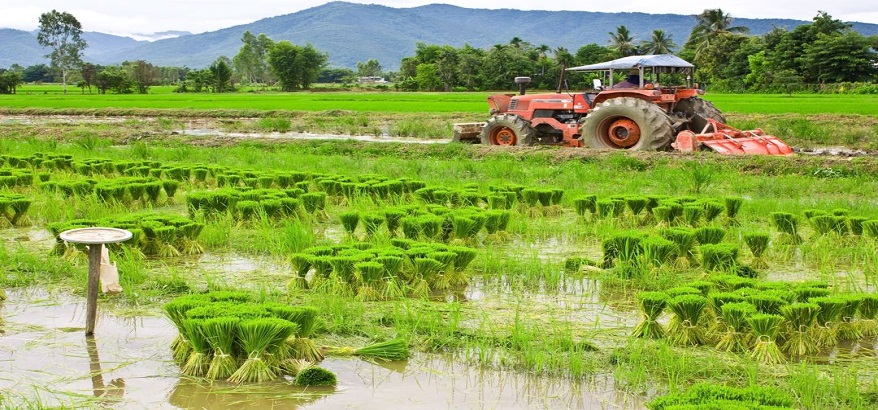Petani Modern Wajib Tahu! Ini dia Pohaci, StarUp Penyuluh Pertanian Anti Gagal Panen
