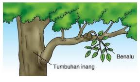 Tryout Online IPA Tumbuhan: Persiapan Optimal Menghadapi Ujian