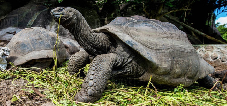 Kura-Kura Raksasa Aldabra Kualitas Terbaik di Instagram @tortology0611 Cek Sekarang Juga!